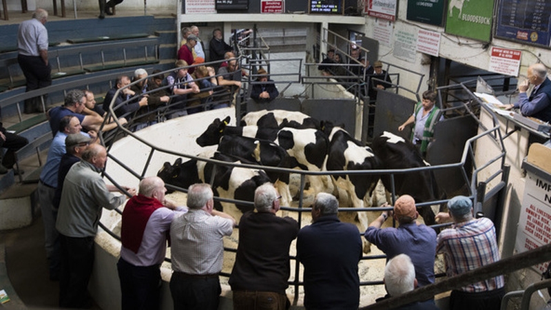 Farmers at a cattle aution Leinster Marts in Kilcullen, Co Kildare. Photo: Eamonn Farrell/ Rolling News