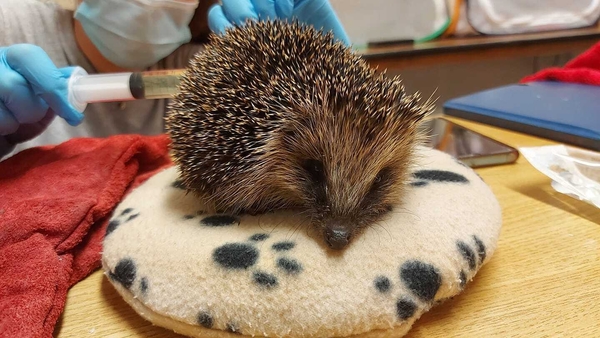 Ecolution: We visit the patients at the WRI Wildlife Hospital!