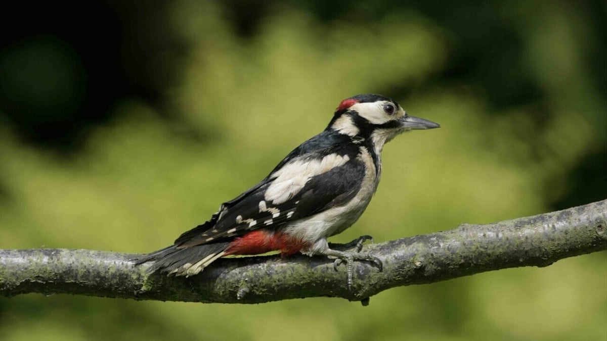 Great spotted woodpeckers... an Irish rarity