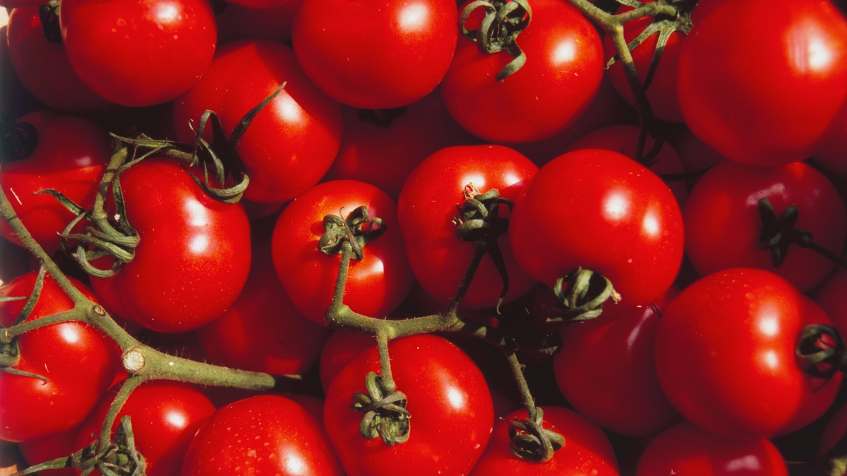 Totally Terrific Tomato Festival