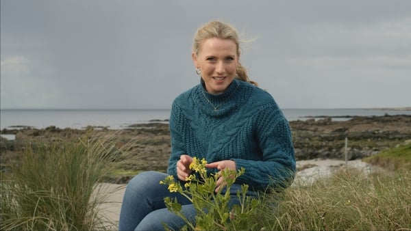 From sea radish to sea spinach: Ireland's edible flowers