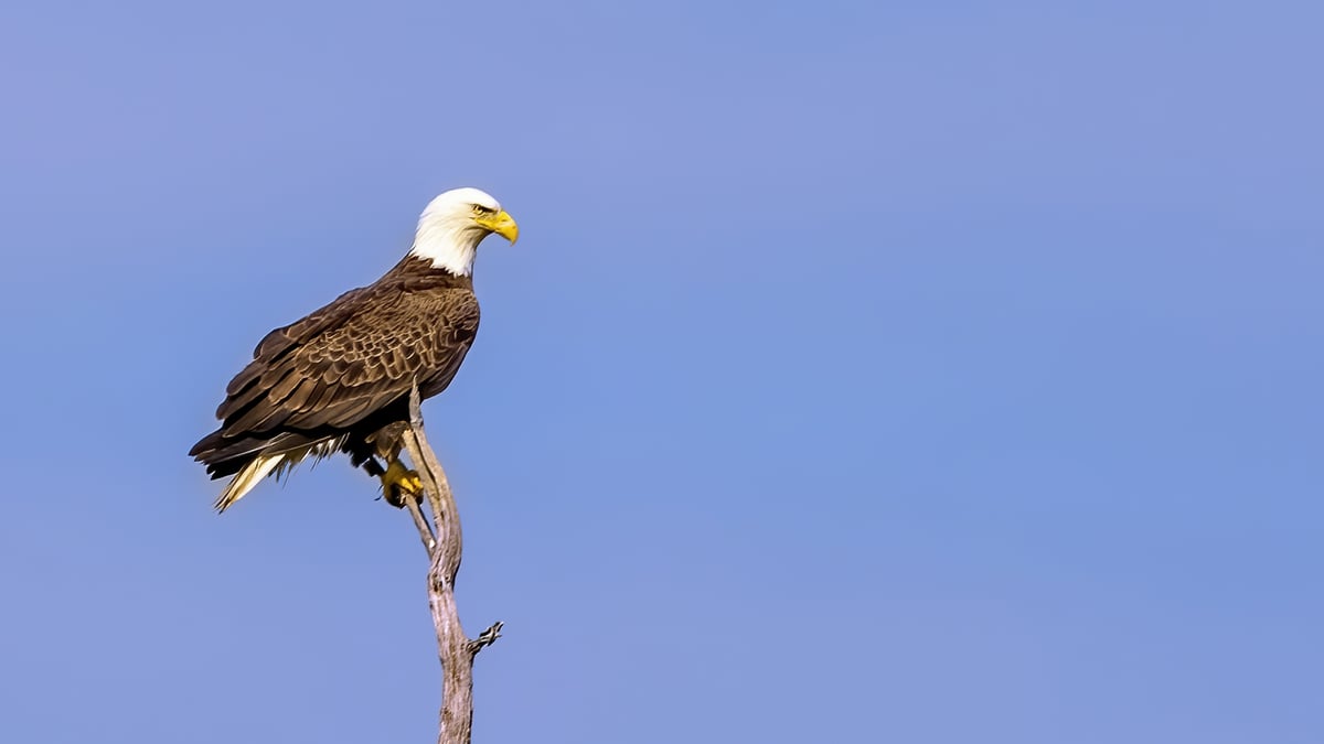 What Makes a Bird?