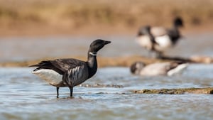 Mooney Goes Wild Monday February 23rd 2026 show image