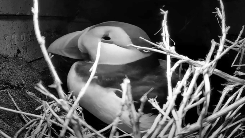 The puffins can be seen guarding their nest in the webcam