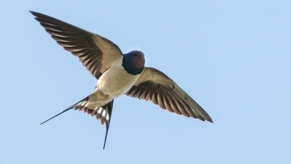 Sunday Miscellany: The Swallows' Return, by Brian Farrell