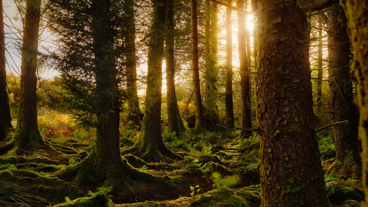 Seathrún Ó Tuairisg, Cathaoirleach Chumann Forbartha Chois Fharraige.