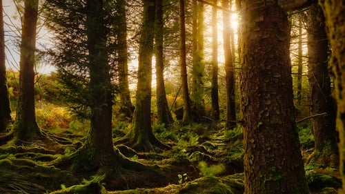A forest with ferns in the foreground in Co Kerry, Ireland (file image)
