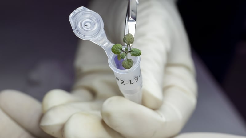 Plants were successfully grown in just 12 grams of lunar soil
