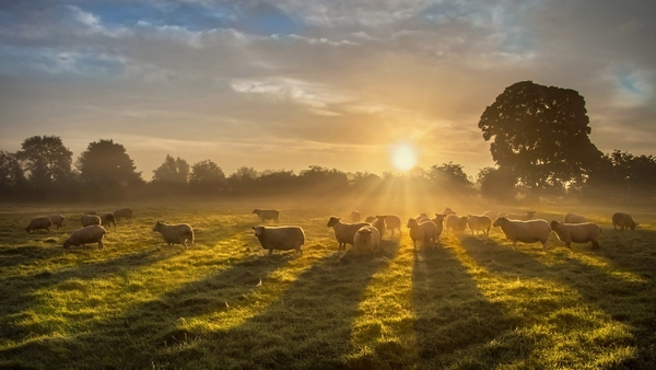 Dog attacks on sheep flocks can cause death and injury