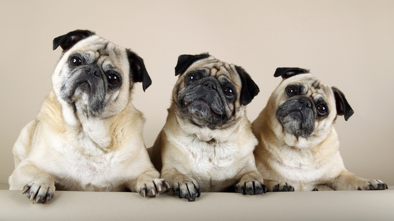 There is growing concern over health issues of the pug, stemming from the breed's flat face, wrinkled skin and tendency towards obesity.