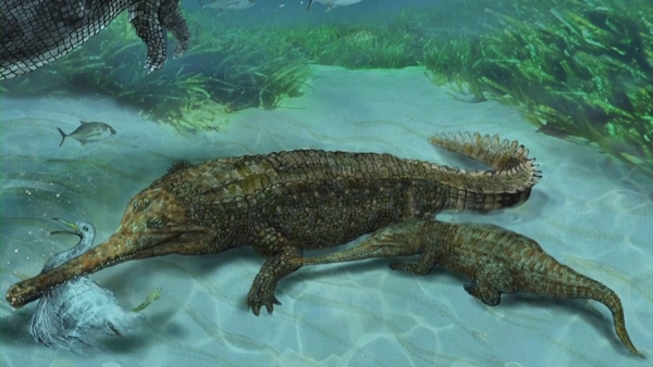 Sacacosuchus cordovai. Pic courtesy: Universidad Peruana Cayetano Heredia - Javier Herbozo