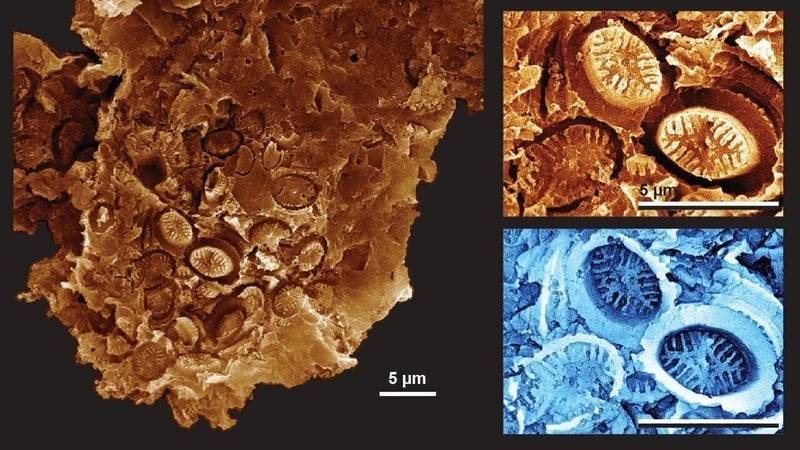 The plankton fossils – 15 times smaller than the width of a human hair – are microscopic imprints, or 'ghosts', of single-celled plankton called coccolithophores