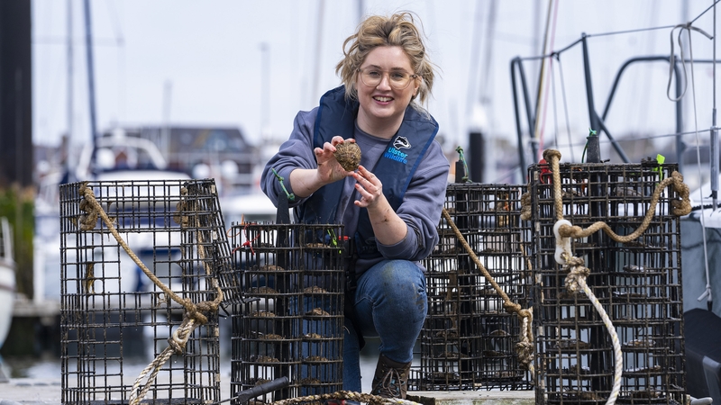 Heidi McIlvenny, Marine Conservation Manager at Ulster Wildlife, inspecting one of the 24 native oyster nurseries installed by the wildlife charity at Bangor Marina
