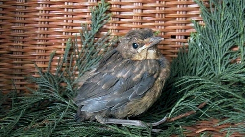 Only birds with clear signs of injury should be assisted