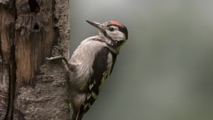 Mooney Goes Wild Monday January 5th 2026 show image