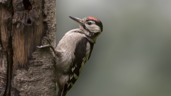 Rewilding: "We've averaged at least one animal return per year."