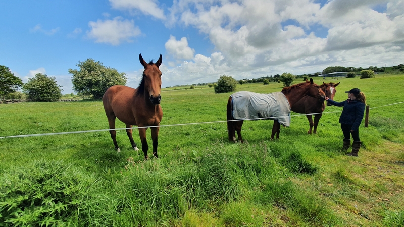 Aoife McCabe, a young farmer from Kilcolgan, owns nearly 30 acres of agricultural land in the area where she keeps sheep and horses
