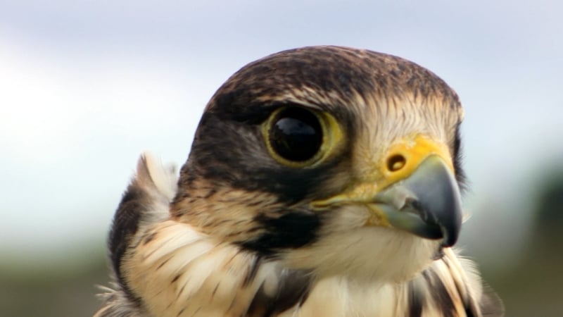 Deputy Mayor Drogheda Kevin Callan said falcons have helped elsewhere