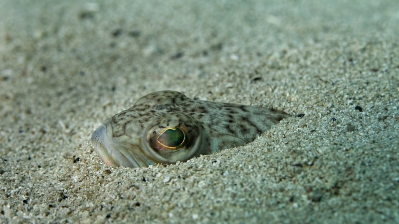 Weever fish bury themselves in the sand (stock image)