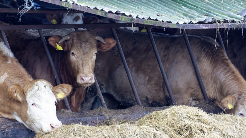 Imní áirithe faoi astaíochtaí meatáin eallaigh