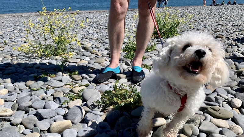 An easy walk at a cooler part of the day can help a pet stay comfortable