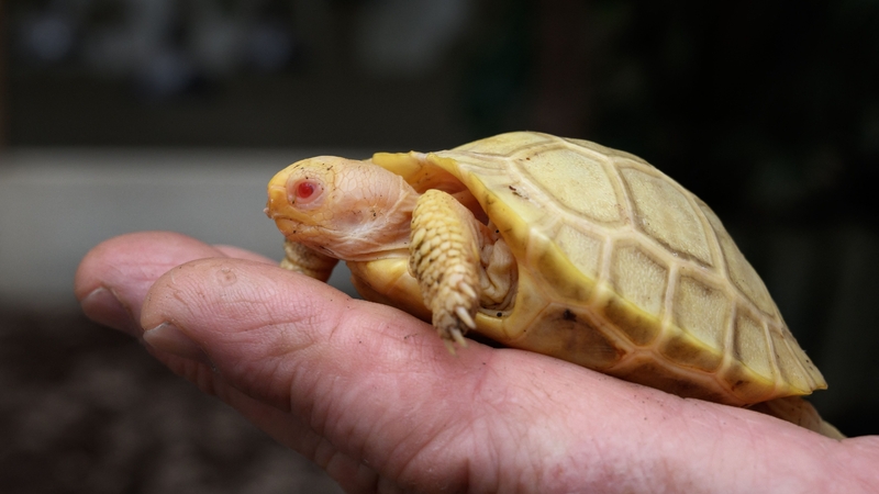 The baby tortoise was born last month and weighs around 50 grams