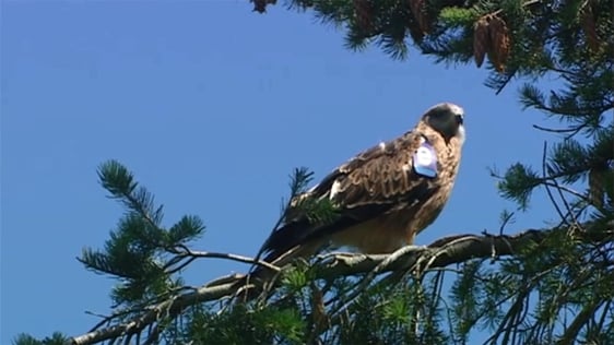 Red kite in Wicklow, 2007