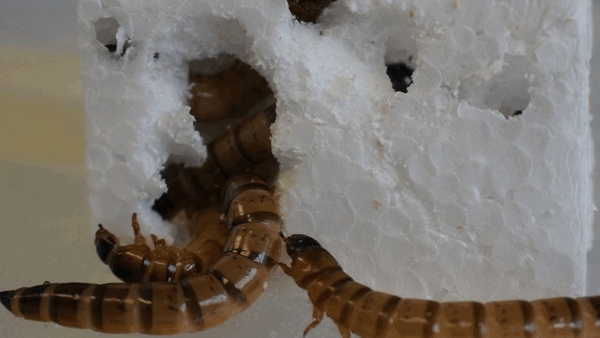 Superworms were fed different diets over a three-week period