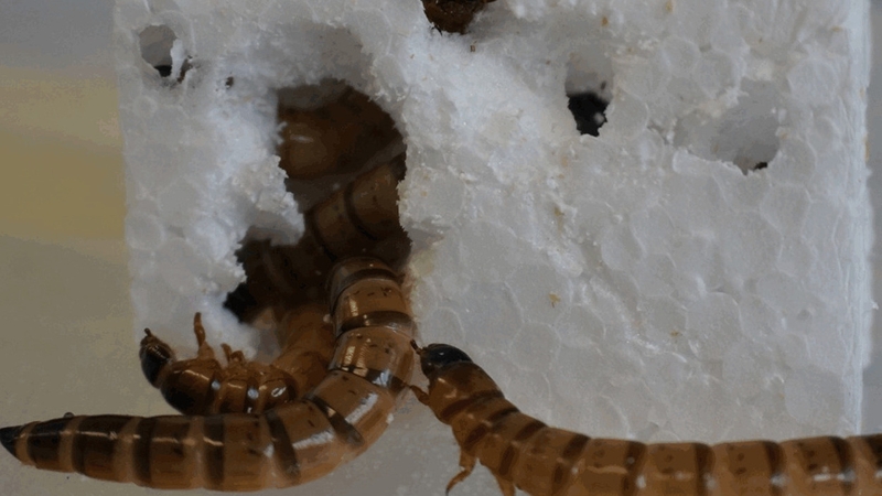 Superworms were fed different diets over a three-week period