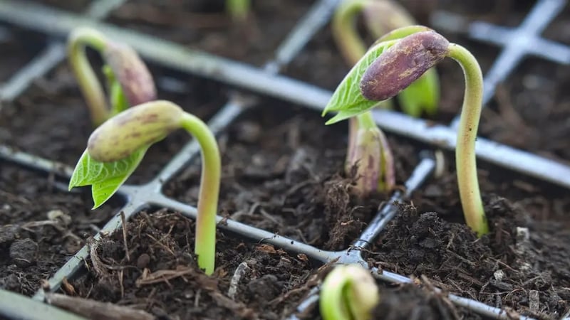 Hannah Stephenson looks at the edibles you can still sow outdoors in June and July.