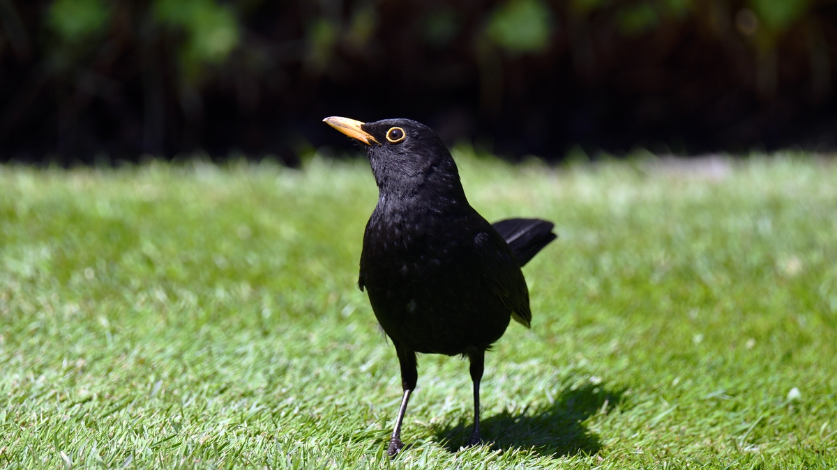 The Blackbird