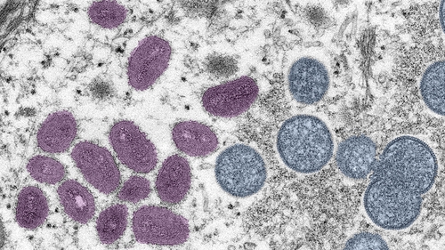 Officials say the smallpox vaccines will also work against the monkeypox virus (above)