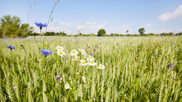 Biodiversity Loss: Young people's opinions needed!