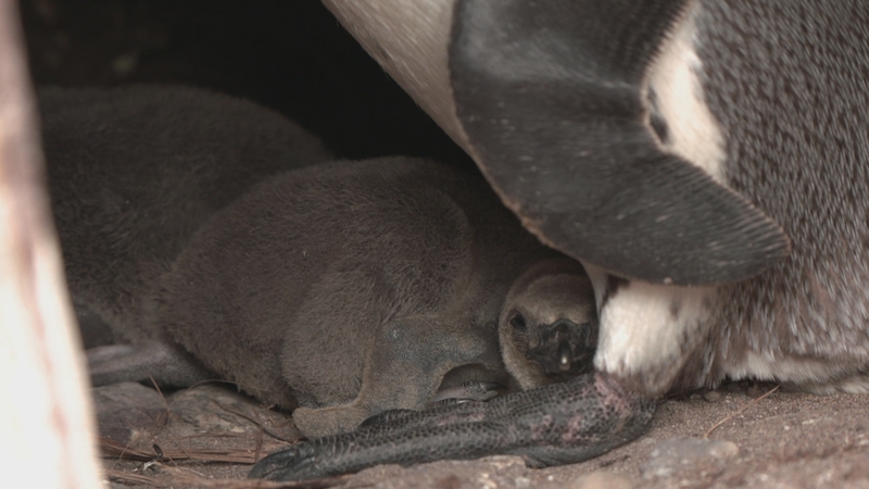 The five Dingle-born penguin chicks are doing well