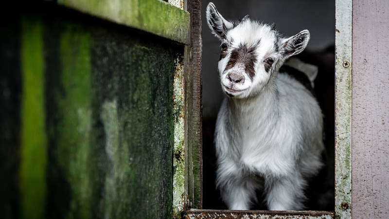 There are three goats, three donkeys and one pony on the site in Goatstown in Dublin 14
