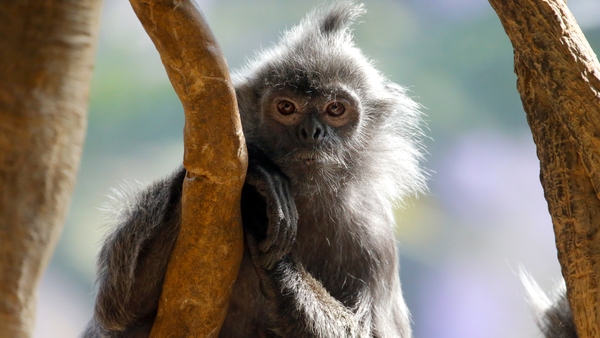 Rare François langur monkeys are part of a breeding programme co-ordinated in Ireland