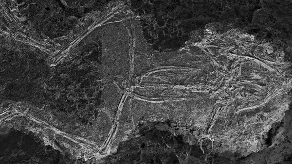 A very complete Geiseltal frog skeleton. Photo: Daniel Falk