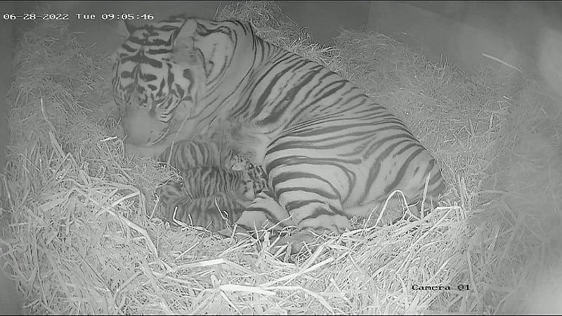 Gaysha with her three critically endangered Sumatran tiger cubs.
Courtesy: ZSL London Zoo