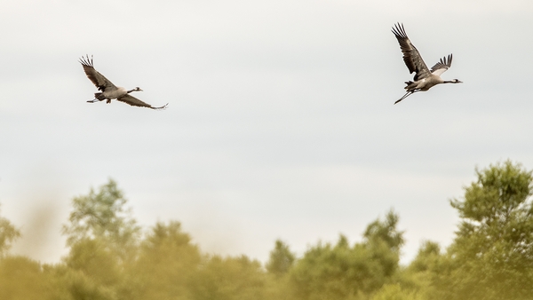 The precise location of the cranes is being kept confidential in order to protect and conserve the birds and avoid disturbance