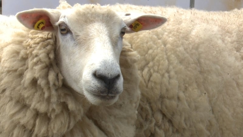 A wool co-op for the Galway breed of sheep is bucking the price trend