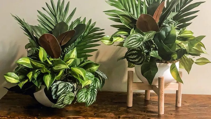 Experts offer tips on ensuring they don't end up withered and dying.