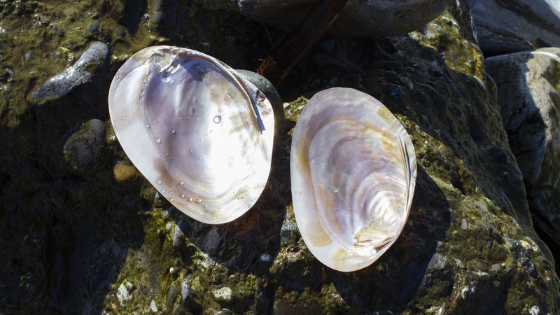 Freshwater pearl mussel are a critically and increasingly endangered species (stock image)