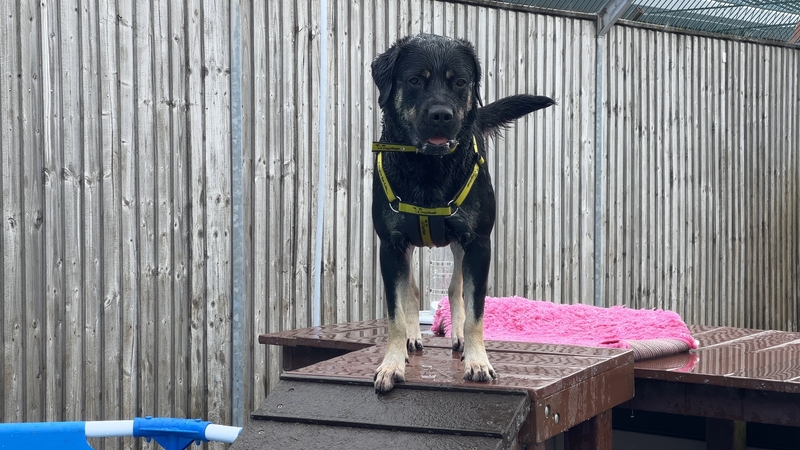 Dogs Trust installed a large paddling pool ahead of the coming heatwave to help the dogs who like water to cool down
