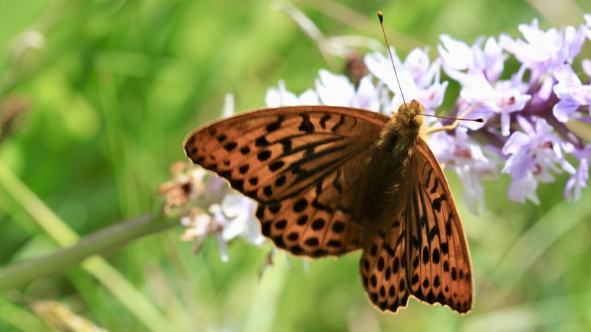 Mooney Goes Wild Sunday 17 July 2022