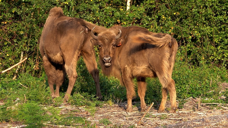The female bison will now graze, eat bark, fell trees and take so-called dust baths, churning up the ground in the woods
