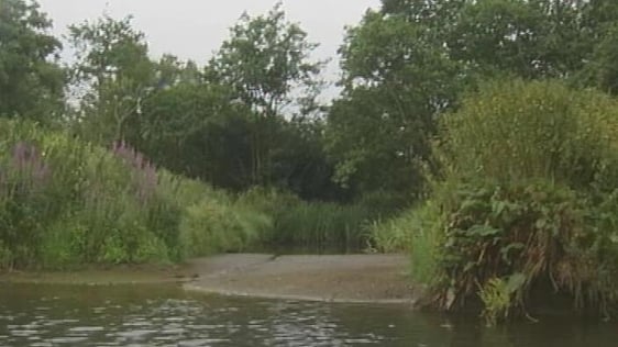 Wetland, Co. Wexford (2002)