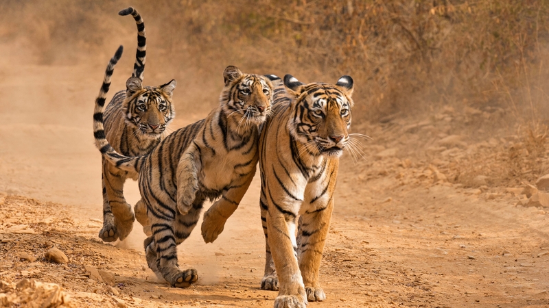 Increase in tiger numbers was chiefly put down to better monitoring
