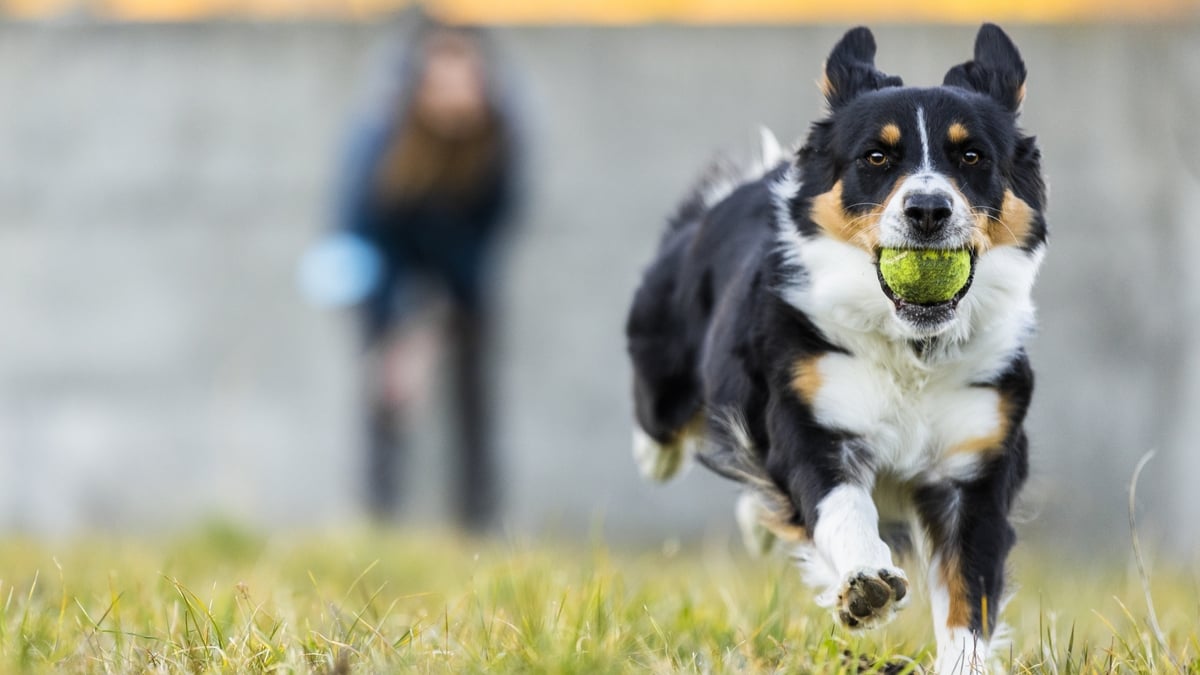Sheepdog Demonstrations
