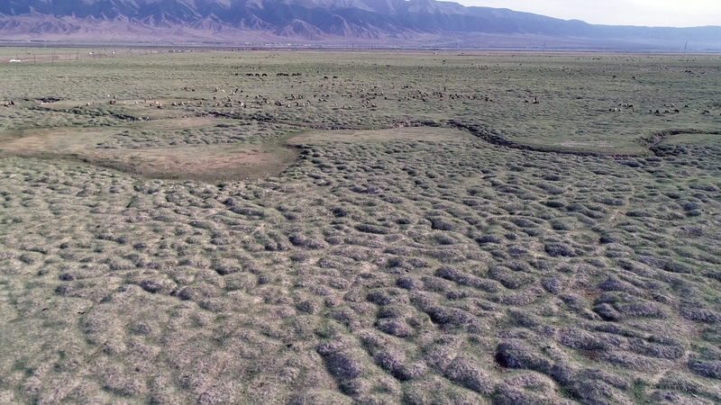 A dry wetland grassland in Xinjiang, China, on July 10, 2022. This year, the precipitation in Balikun is unusually low. Since June, there has been no effective precipitation in Tianshan Mountain area