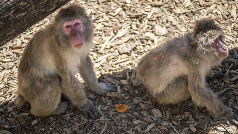 Japanese macaques are seen commonly across large parts of the country (file image)